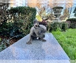 Small #231 French Bulldog