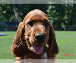 Puppy Purple F Irish Setter