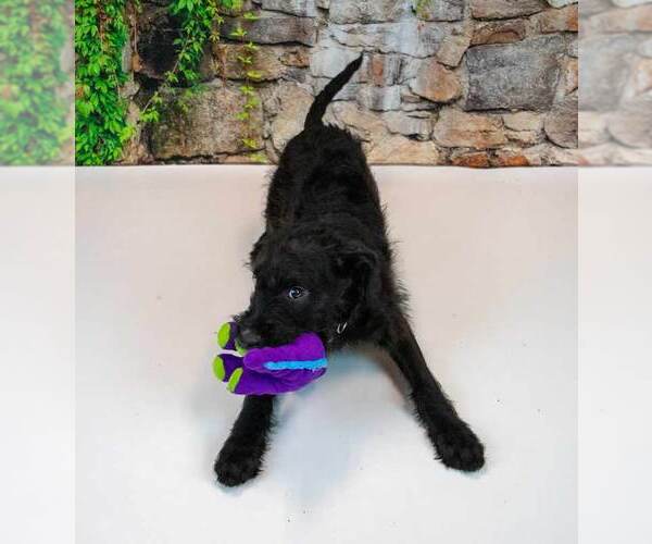 Medium Photo #3 Mutt Puppy For Sale in Kennesaw, GA, USA