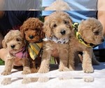 Small Photo #62 Goldendoodle Puppy For Sale in TIMBERLAKE, NC, USA