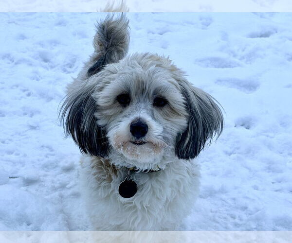 Medium Photo #4 Havanese Puppy For Sale in St. Louis Park, MN, USA