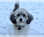 Small #3 Havanese