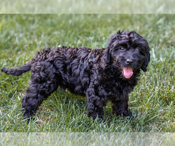 Medium Photo #2 Bernedoodle (Miniature) Puppy For Sale in NARVON, PA, USA