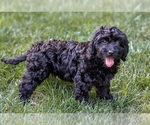Small #1 Bernedoodle (Miniature)