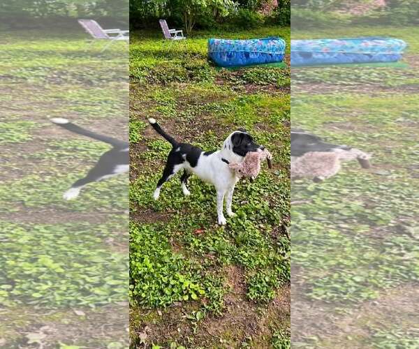 Medium Photo #3 Border Collie Puppy For Sale in Highland, IL, USA