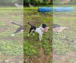Small #2 Border Collie
