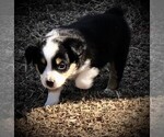 Small Photo #13 Miniature Australian Shepherd Puppy For Sale in HOWE, OK, USA