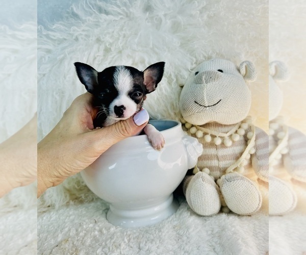 Medium Photo #9 Chihuahua Puppy For Sale in BOSTON, MA, USA