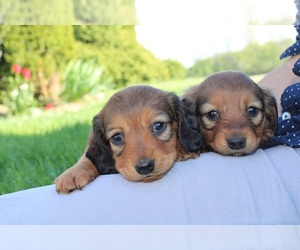 Dachshund Puppy for Sale in WATERLOO, New York USA
