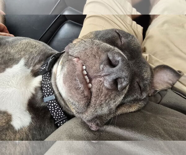 Medium Photo #5 American Pit Bull Terrier Puppy For Sale in Rockville, MD, USA