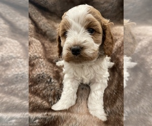 Cockapoo-Poodle (Standard) Mix Puppy for sale in TUSTIN, CA, USA