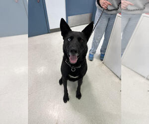 Border Collie Dogs for adoption in Petaluma, CA, USA