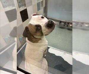 American Pit Bull Terrier-Unknown Mix Dogs for adoption in Plano, TX, USA