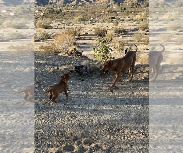 Medium Photo #44 Rhodesian Ridgeback Puppy For Sale in MORONGO VALLEY, CA, USA