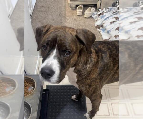 Medium Photo #1 Argentinian Mastiff Puppy For Sale in Santa Barbara, CA, USA