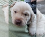 Small Photo #29 Labrador Retriever Puppy For Sale in OLYMPIA, WA, USA