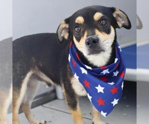 Chihuahua-Unknown Mix Dogs for adoption in San Antonio, TX, USA