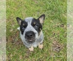 Small #4 Australian Cattle Dog