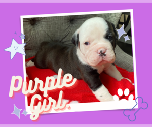 Olde English Bulldogge Puppy for sale in LIVINGSTON, TN, USA