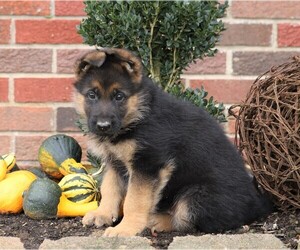 German Shepherd Dog Puppy for sale in FREDERICKSBG, OH, USA