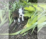 Small Boston Terrier