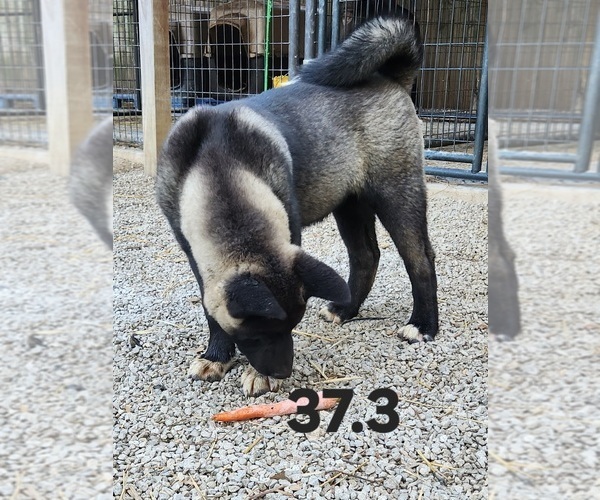 Medium Photo #3 Akita Puppy For Sale in MEM, TN, USA
