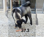 Small #2 Akita