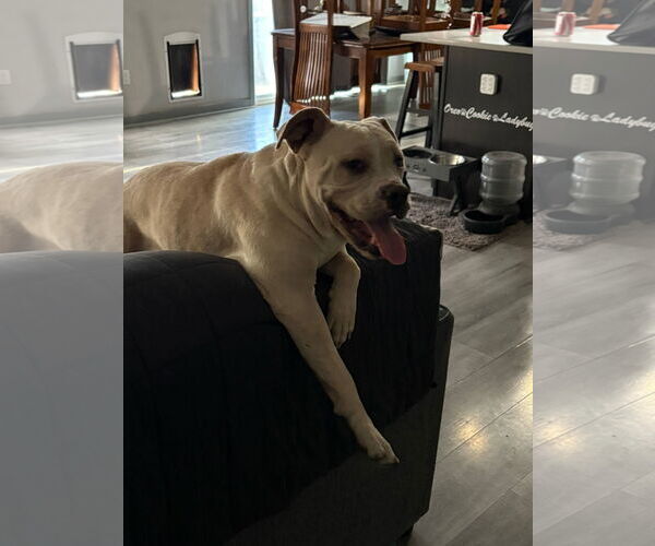 Medium Photo #2 Bulldog-Staffordshire Bull Terrier Mix Puppy For Sale in Des Moines, IA, USA