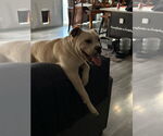 Small #1 Bulldog-Staffordshire Bull Terrier Mix