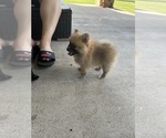 Small #6 Pomeranian