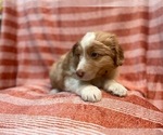 Small Photo #2 Australian Shepherd Puppy For Sale in LAKELAND, FL, USA