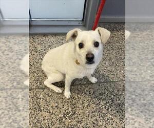 Chihuahua-Unknown Mix Dogs for adoption in Tracy, CA, USA