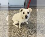 Small Chihuahua Mix