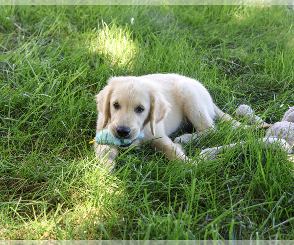 Medium Photo #1 Golden Retriever Puppy For Sale in SYRACUSE, IN, USA