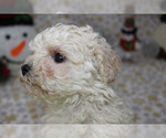 Small #29 Poodle (Toy)