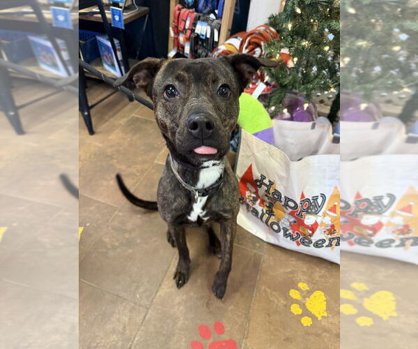 Medium Photo #1 Mutt Puppy For Sale in Evansville, IN, USA