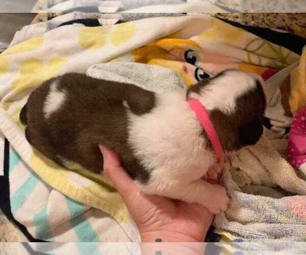 Medium Photo #4 Saint Bernard Puppy For Sale in STAYTON, OR, USA
