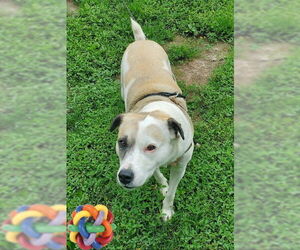 Border Collie-Unknown Mix Dogs for adoption in Mt. Laurel, NJ, USA