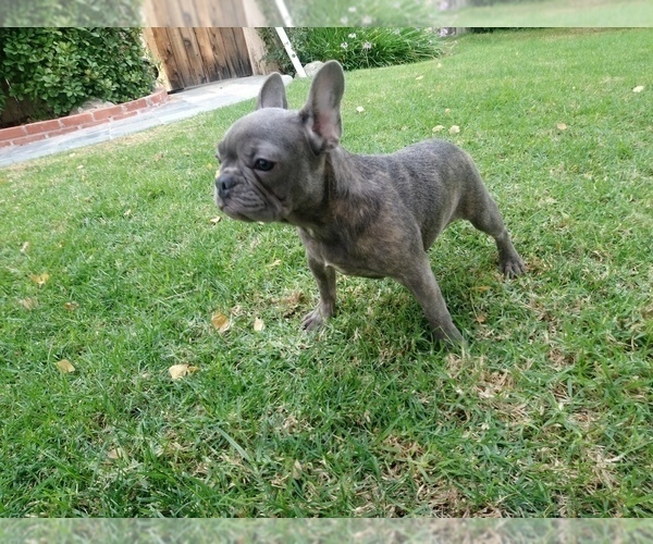Medium Photo #3 French Bulldog Puppy For Sale in SIMI VALLEY, CA, USA