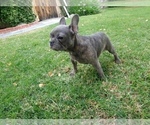 Small Photo #3 French Bulldog Puppy For Sale in SIMI VALLEY, CA, USA