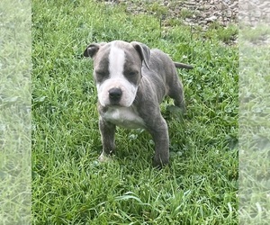 American Pit Bull Terrier Puppy for sale in CONNEAUTVILLE, PA, USA