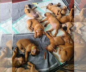 Boerboel Puppy for Sale in WEST CHESTER, Pennsylvania USA