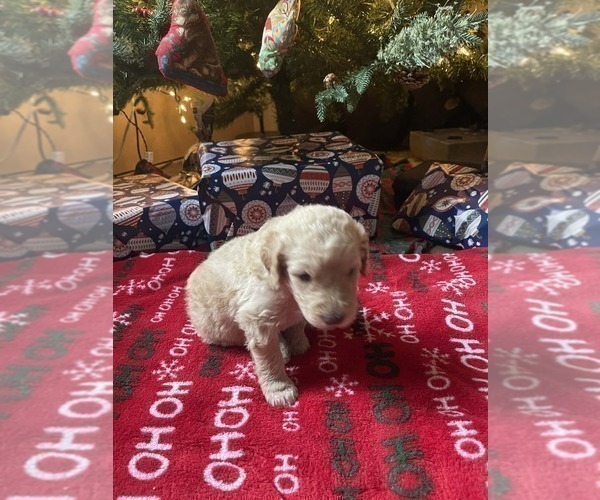 Medium Photo #7 Goldendoodle Puppy For Sale in ELLISGROVE, IL, USA