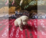 Small Photo #7 Goldendoodle Puppy For Sale in ELLISGROVE, IL, USA