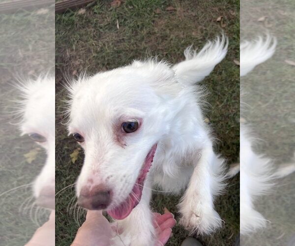 Medium Photo #2 Chihuahua-Unknown Mix Puppy For Sale in Virginia Beach, VA, USA