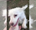 Small Photo #2 Chihuahua-Unknown Mix Puppy For Sale in Virginia Beach, VA, USA