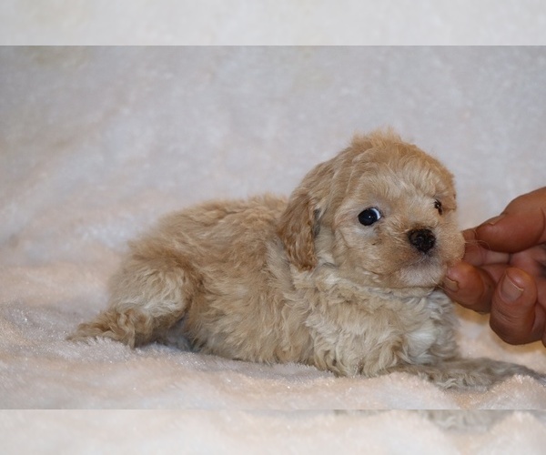 Medium Photo #12 Poodle (Toy) Puppy For Sale in DYERSBURG, TN, USA
