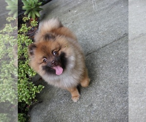 Pomeranian Puppy for sale in EMPIRE STATE, NY, USA