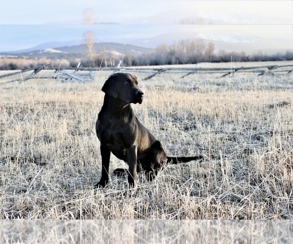 Medium Photo #1 Labrador Retriever Puppy For Sale in GOLD CREEK, MT, USA