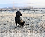 Small Photo #1 Labrador Retriever Puppy For Sale in GOLD CREEK, MT, USA